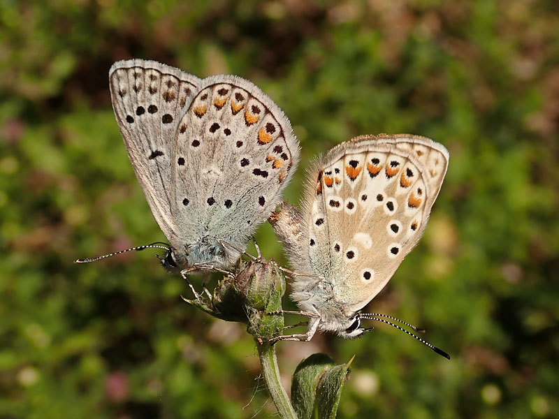Polyommatus da identificare: Polyommatus escheri - Lycaenidae